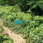 8 Hundredth (Centième) of Land for Sale in Vivy Mitchell, Petion Ville, Haiti