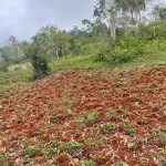 Farm Land for Sale in Jacmel, La Vallée, Haiti - Construction Also