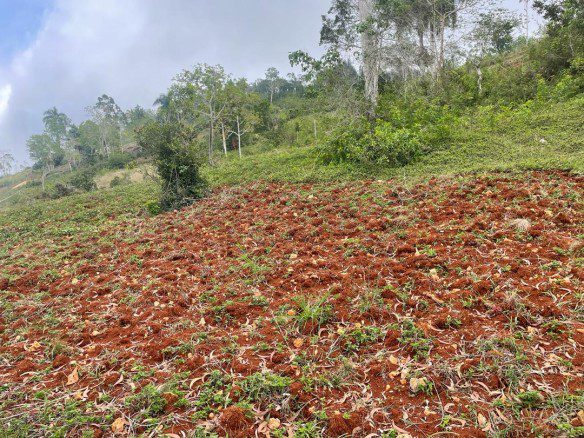 Farm Land for Sale in Jacmel, La Vallée, Haiti - Construction Also