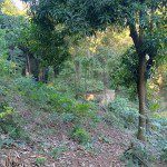 Build-Ready Land for Sale in Cap-Haitian Magayorse, Flat, Labadie