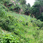 Fertile Land for Sale, Montagne Noire, Petion-Ville, Kenscoff Haiti