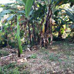 Prime Piece of Land for Sale Montagne Noire 27, Petion-Ville, Haiti