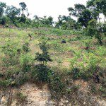 Quality Land for Sale in Montagne Noire, Petion-Ville, Haiti - 774m2