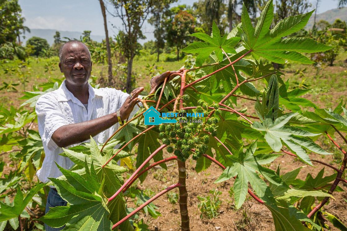 Haiti Employment: What do Most People in Haiti Do for a Living?