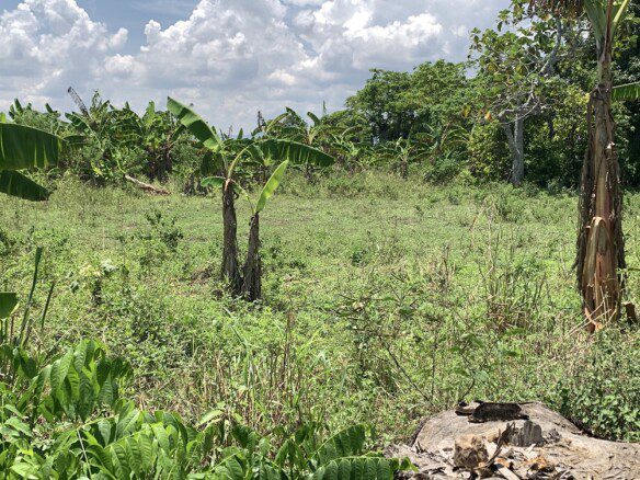 Cheap Farm Land for Sale in Quartier-Morin, Cap-Haitien, Haiti