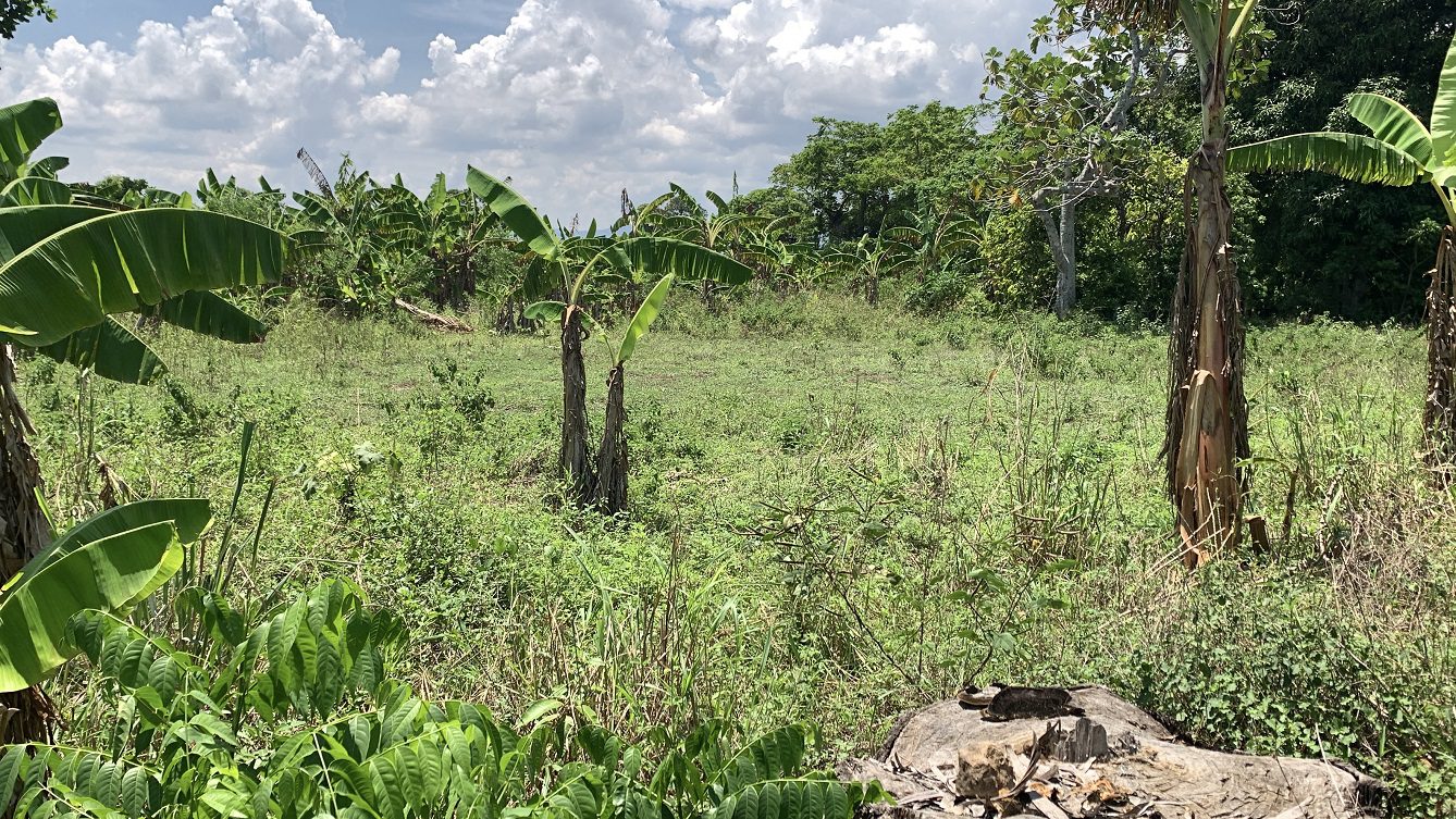 Cheap Farm Land for Sale in Quartier-Morin, Cap-Haitien, Haiti