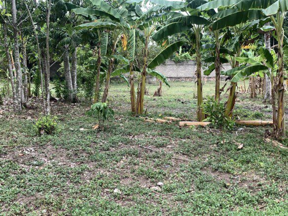 Cheap Fully Fenced Land for Sale + House in Lori, Cap-Haitien