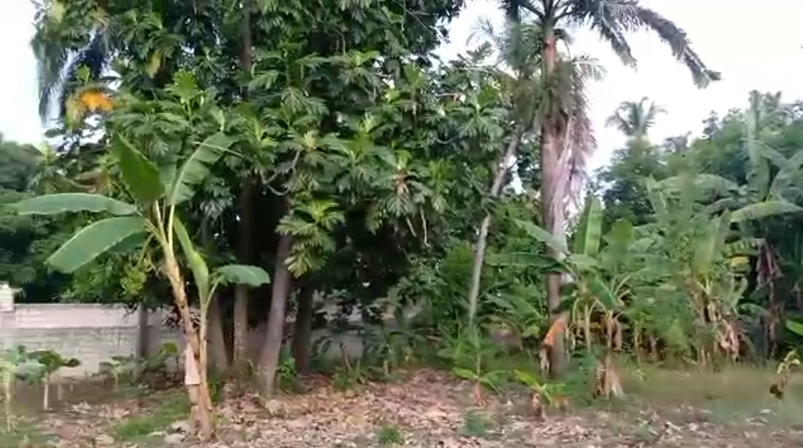 Affordable Prime Ocean View Land for Sale, Cyvadier Beach, Jacmel, Haiti – 10.50 Centiemes (1,354.50m², 14,579.72ft², or 0.336 Acres) – Walking Distance to the Ocean, Accessible, Good Roads, One of the Safest Neighborhoods in the South, Flat, Build-Ready – Ideal for a Residential House or Home,  Luxury Apartment Complex, Hotel, Airbnb, Bed & Breakfast, Assisted Living Facility, Farming, and More…