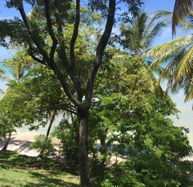 Cheap & Stunning Oceanfront Land for Sale in Port-Salut, Haiti – 13.18 Centiemes (1,700m², 18,298.65ft², or 0.42 Acres) – Super Clean Private Beach, Accessible, Completely Paved Roads, One of the Safest Neighborhoods in the South Overlooking The Turquoise Blue Caribbean Sea, Flat, Build-Ready – Ideal for a Residential House, Home, Cottage or Mansion,  Luxury Apartment Complex, Hotel, Airbnb, Bed & Breakfast, Assisted Living Facility and More…