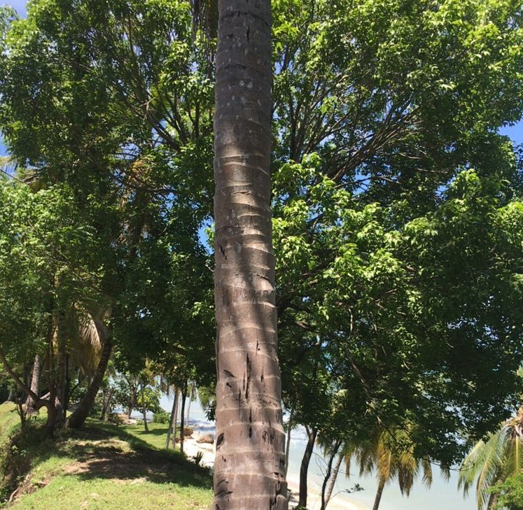Cheap & Stunning Oceanfront Land for Sale in Port-Salut, Haiti – 13.18 Centiemes (1,700m², 18,298.65ft², or 0.42 Acres) – Super Clean Private Beach, Accessible, Completely Paved Roads, One of the Safest Neighborhoods in the South Overlooking The Turquoise Blue Caribbean Sea, Flat, Build-Ready – Ideal for a Residential House, Home, Cottage or Mansion,  Luxury Apartment Complex, Hotel, Airbnb, Bed & Breakfast, Assisted Living Facility and More…