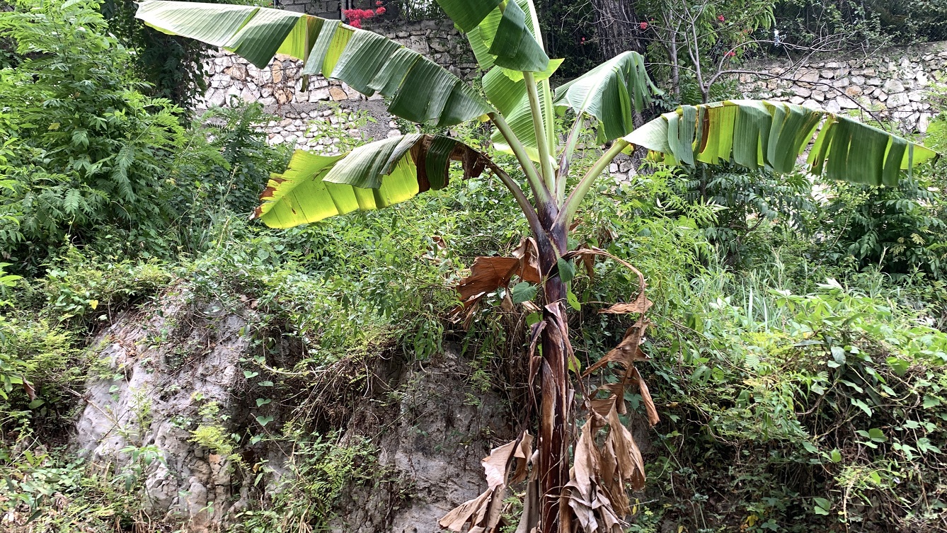 Premium Residential Land + Small 2-Bedroom , 1 Bath House for Sale in Pelerin 6 & 4 Petion-Ville, Haiti – 8 Centiemes (1,032m², 11,108ft², or 0.25 Acres) with Nicely Paved Roads, 100% Suburban Neighborhood, Highly Secure with Private Security Force, Flat, Build-Ready, 3-Way Fenced, Gated – Expensive Luxury Houses,  Apartment Complexes, Embassies, and Ambassadors in Area