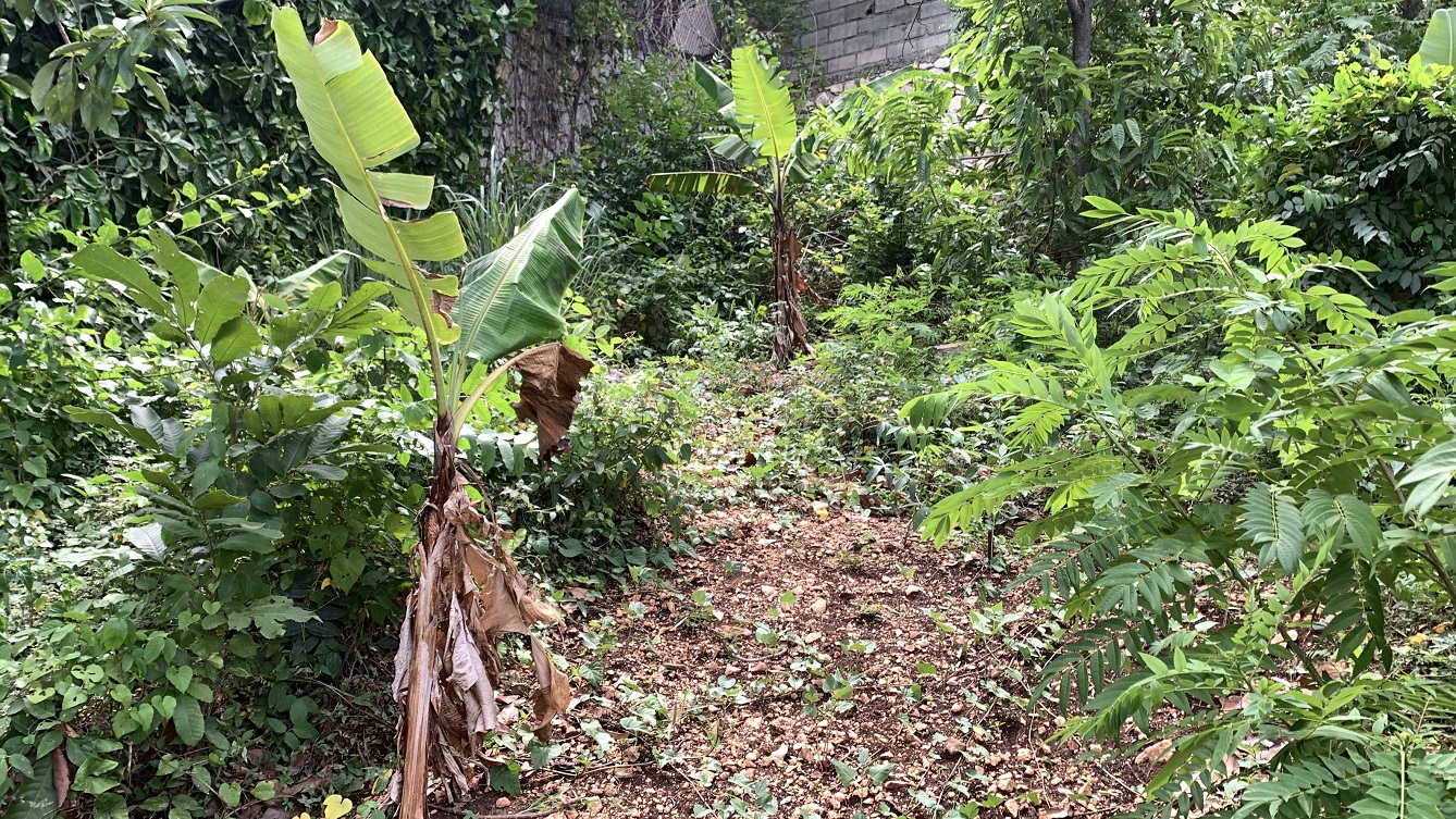 Premium Residential Land + Small 2-Bedroom , 1 Bath House for Sale in Pelerin 6 & 4 Petion-Ville, Haiti – 8 Centiemes (1,032m², 11,108ft², or 0.25 Acres) with Nicely Paved Roads, 100% Suburban Neighborhood, Highly Secure with Private Security Force, Flat, Build-Ready, 3-Way Fenced, Gated – Expensive Luxury Houses,  Apartment Complexes, Embassies, and Ambassadors in Area