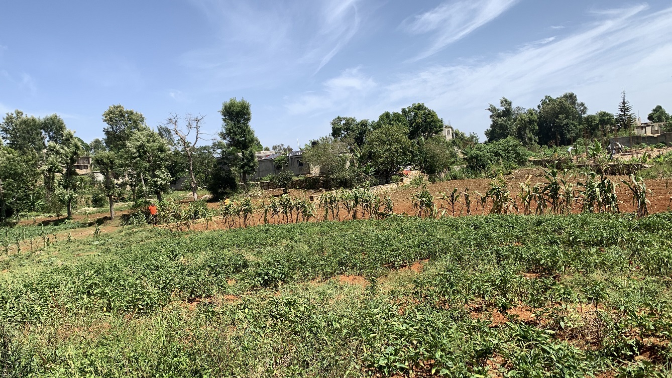 Premium Clear Title Land for Residential, Commercial Construction, or Farming for Sale in Fort-Jacques, Kenscoff, Haiti – 25 Centiemes (3,225m², 34,714ft², or 0.80 Acres) with Nicely Paved Roads, 100% Secrure Suburban Neighborhood, Very Flat, Build-Ready, Completely Fenced & Gated – Build a Luxury House, Home, Mansion, an Apartment Complex, Airbnb or Bed & Breakfast Business, or Simply Farm