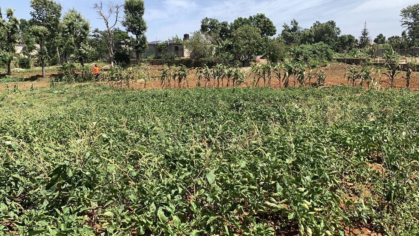 Premium Clear Title Land for Residential, Commercial Construction, or Farming for Sale in Fort-Jacques, Kenscoff, Haiti – 25 Centiemes (3,225m², 34,714ft², or 0.80 Acres) with Nicely Paved Roads, 100% Secrure Suburban Neighborhood, Very Flat, Build-Ready, Completely Fenced & Gated – Build a Luxury House, Home, Mansion, an Apartment Complex, Airbnb or Bed & Breakfast Business, or Simply Farm