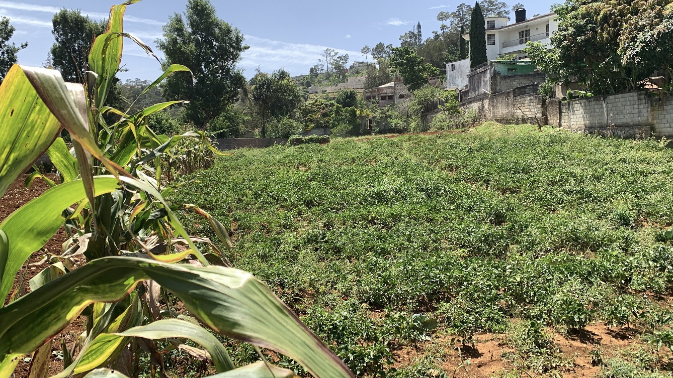 Premium Clear Title Land for Residential, Commercial Construction, or Farming for Sale in Fort-Jacques, Kenscoff, Haiti – 25 Centiemes (3,225m², 34,714ft², or 0.80 Acres) with Nicely Paved Roads, 100% Secrure Suburban Neighborhood, Very Flat, Build-Ready, Completely Fenced & Gated – Build a Luxury House, Home, Mansion, an Apartment Complex, Airbnb or Bed & Breakfast Business, or Simply Farm