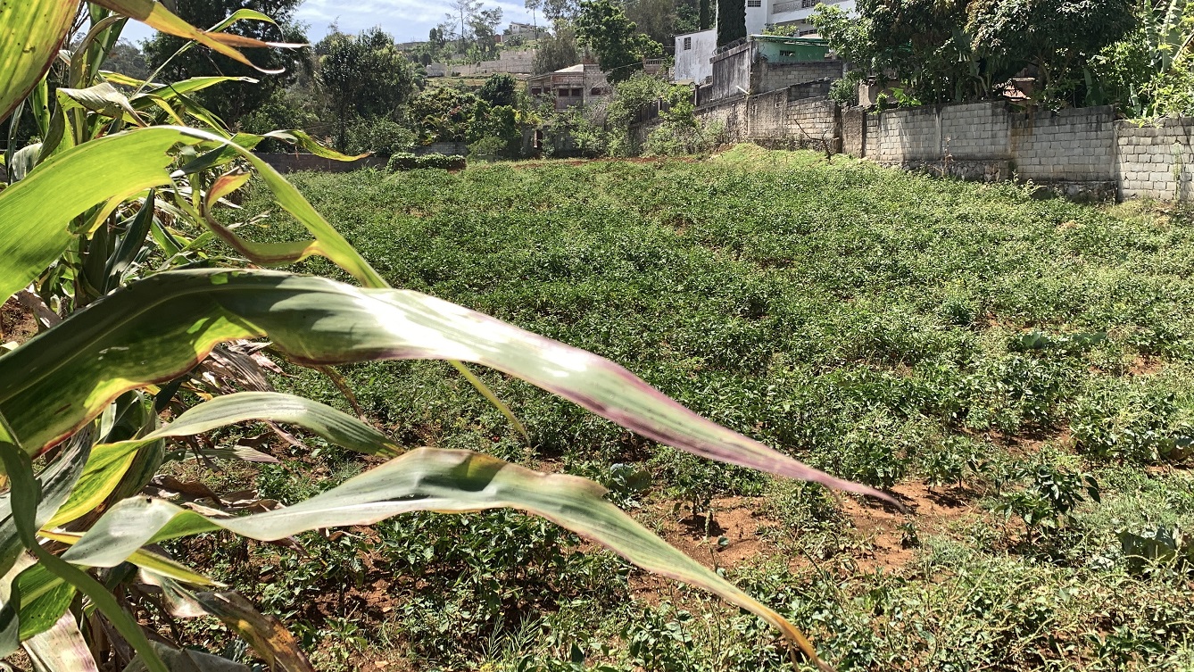 Premium Clear Title Land for Residential, Commercial Construction, or Farming for Sale in Fort-Jacques, Kenscoff, Haiti – 25 Centiemes (3,225m², 34,714ft², or 0.80 Acres) with Nicely Paved Roads, 100% Secrure Suburban Neighborhood, Very Flat, Build-Ready, Completely Fenced & Gated – Build a Luxury House, Home, Mansion, an Apartment Complex, Airbnb or Bed & Breakfast Business, or Simply Farm