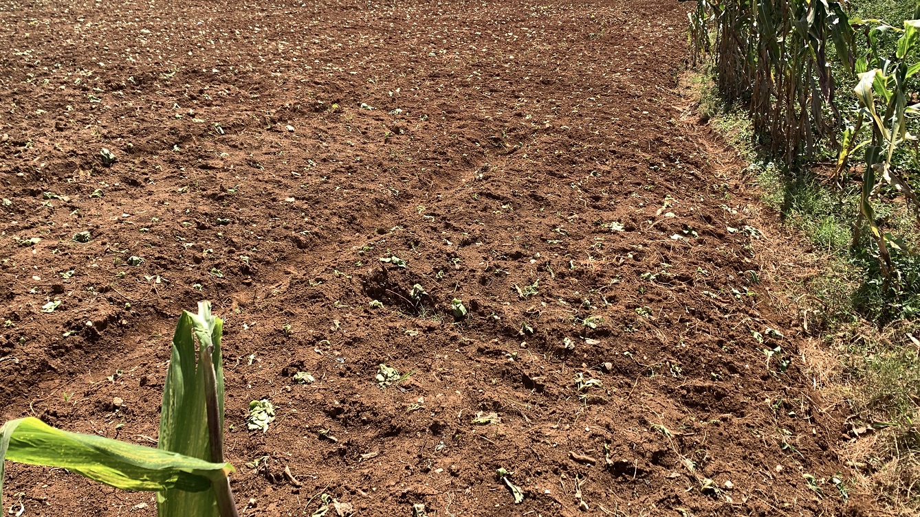 Premium Clear Title Land for Residential, Commercial Construction, or Farming for Sale in Fort-Jacques, Kenscoff, Haiti – 25 Centiemes (3,225m², 34,714ft², or 0.80 Acres) with Nicely Paved Roads, 100% Secrure Suburban Neighborhood, Very Flat, Build-Ready, Completely Fenced & Gated – Build a Luxury House, Home, Mansion, an Apartment Complex, Airbnb or Bed & Breakfast Business, or Simply Farm