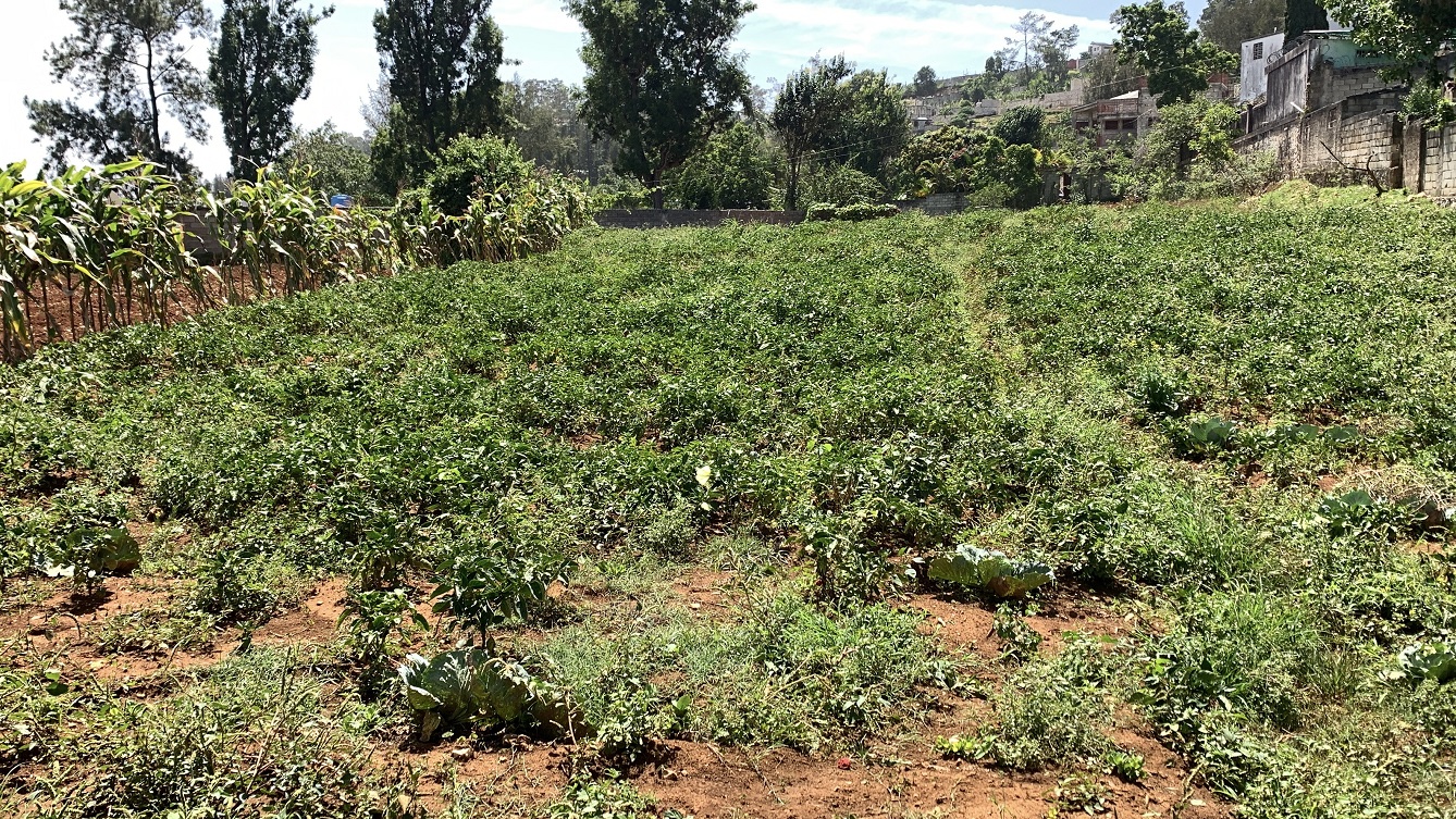 Premium Clear Title Land for Residential, Commercial Construction, or Farming for Sale in Fort-Jacques, Kenscoff, Haiti – 25 Centiemes (3,225m², 34,714ft², or 0.80 Acres) with Nicely Paved Roads, 100% Secrure Suburban Neighborhood, Very Flat, Build-Ready, Completely Fenced & Gated – Build a Luxury House, Home, Mansion, an Apartment Complex, Airbnb or Bed & Breakfast Business, or Simply Farm