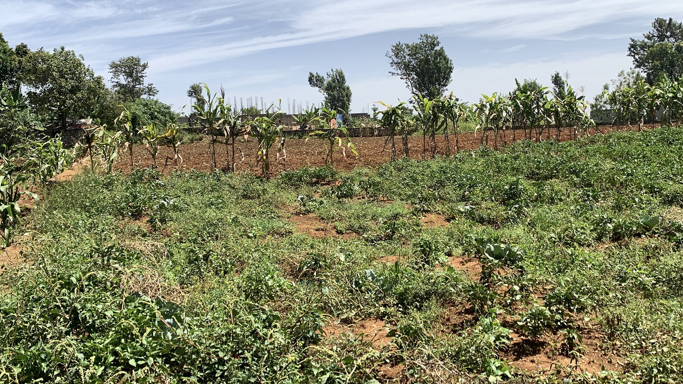 Premium Clear Title Land for Residential, Commercial Construction, or Farming for Sale in Fort-Jacques, Kenscoff, Haiti – 25 Centiemes (3,225m², 34,714ft², or 0.80 Acres) with Nicely Paved Roads, 100% Secrure Suburban Neighborhood, Very Flat, Build-Ready, Completely Fenced & Gated – Build a Luxury House, Home, Mansion, an Apartment Complex, Airbnb or Bed & Breakfast Business, or Simply Farm