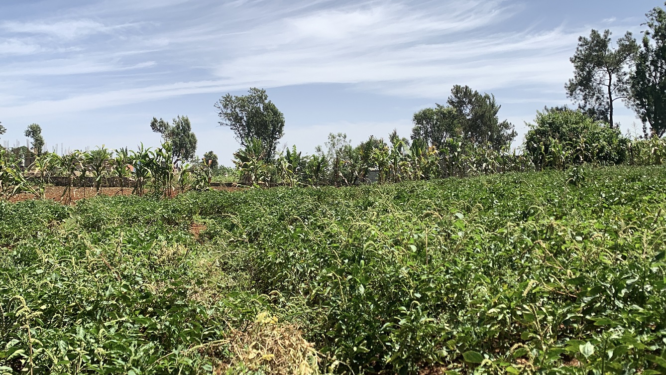 Premium Clear Title Land for Residential, Commercial Construction, or Farming for Sale in Fort-Jacques, Kenscoff, Haiti – 25 Centiemes (3,225m², 34,714ft², or 0.80 Acres) with Nicely Paved Roads, 100% Secrure Suburban Neighborhood, Very Flat, Build-Ready, Completely Fenced & Gated – Build a Luxury House, Home, Mansion, an Apartment Complex, Airbnb or Bed & Breakfast Business, or Simply Farm
