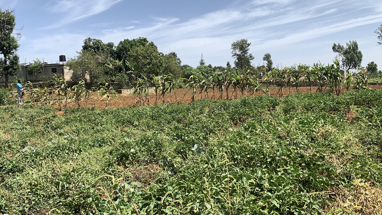 Premium Clear Title Land for Residential, Commercial Construction, or Farming for Sale in Fort-Jacques, Kenscoff, Haiti – 25 Centiemes (3,225m², 34,714ft², or 0.80 Acres) with Nicely Paved Roads, 100% Secrure Suburban Neighborhood, Very Flat, Build-Ready, Completely Fenced & Gated – Build a Luxury House, Home, Mansion, an Apartment Complex, Airbnb or Bed & Breakfast Business, or Simply Farm
