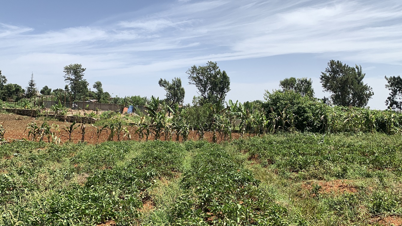Premium Clear Title Land for Residential, Commercial Construction, or Farming for Sale in Fort-Jacques, Kenscoff, Haiti – 25 Centiemes (3,225m², 34,714ft², or 0.80 Acres) with Nicely Paved Roads, 100% Secrure Suburban Neighborhood, Very Flat, Build-Ready, Completely Fenced & Gated – Build a Luxury House, Home, Mansion, an Apartment Complex, Airbnb or Bed & Breakfast Business, or Simply Farm