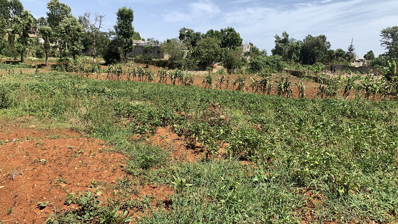 Premium Clear Title Land for Residential, Commercial Construction, or Farming for Sale in Fort-Jacques, Kenscoff, Haiti – 25 Centiemes (3,225m², 34,714ft², or 0.80 Acres) with Nicely Paved Roads, 100% Secrure Suburban Neighborhood, Very Flat, Build-Ready, Completely Fenced & Gated – Build a Luxury House, Home, Mansion, an Apartment Complex, Airbnb or Bed & Breakfast Business, or Simply Farm