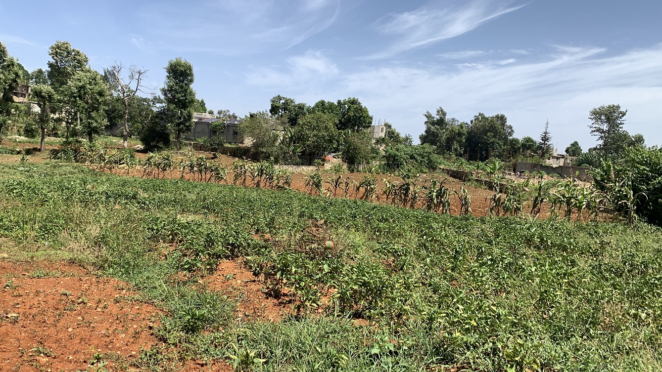 Premium Clear Title Land for Residential, Commercial Construction, or Farming for Sale in Fort-Jacques, Kenscoff, Haiti – 25 Centiemes (3,225m², 34,714ft², or 0.80 Acres) with Nicely Paved Roads, 100% Secrure Suburban Neighborhood, Very Flat, Build-Ready, Completely Fenced & Gated – Build a Luxury House, Home, Mansion, an Apartment Complex, Airbnb or Bed & Breakfast Business, or Simply Farm
