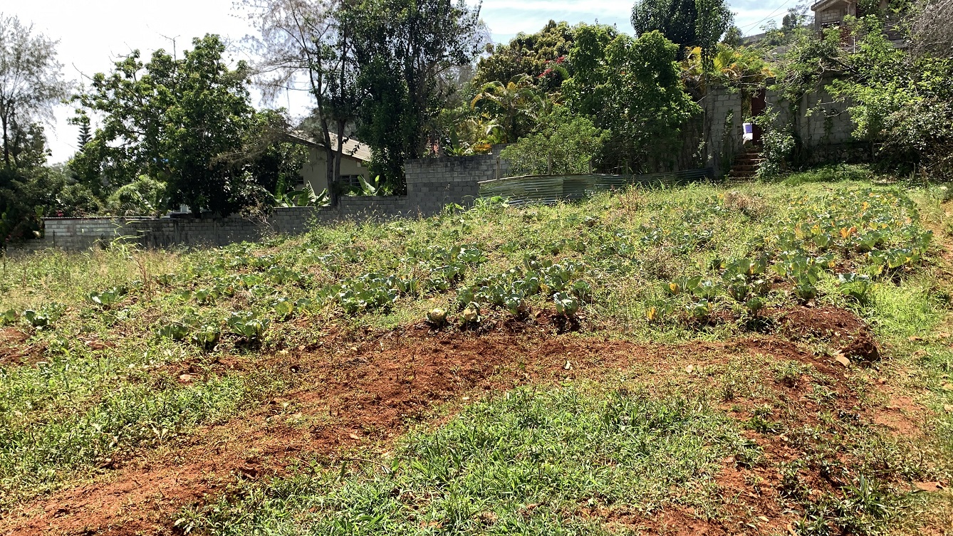 Premium Clear Title Land for Residential, Commercial Construction, or Farming for Sale in Fort-Jacques, Kenscoff, Haiti – 25 Centiemes (3,225m², 34,714ft², or 0.80 Acres) with Nicely Paved Roads, 100% Secrure Suburban Neighborhood, Very Flat, Build-Ready, Completely Fenced & Gated – Build a Luxury House, Home, Mansion, an Apartment Complex, Airbnb or Bed & Breakfast Business, or Simply Farm
