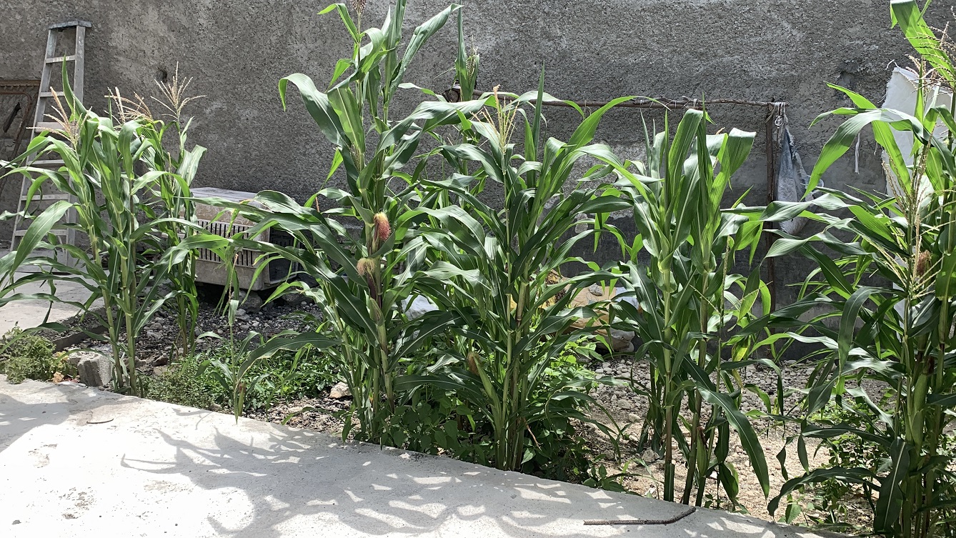 Brand-New, Modern, Sold by Owner House for Sale in Delmas 75, Fragnauville 26, Port-au-Prince, Haiti – 5 Roomy Bedrooms, 4 Bathrooms, Spacious Living/Dining Rooms, Kitchen, Servant Quarter, Backyard Designed for Swimming Pool or Children to Play, Built in 2026 on 516m² (4 Centiemes or 5,554.18) of Flat Land, Parking Available for 5 Cars with 2 Covered, High Walls/Fences, Safe Residential Neighborhood