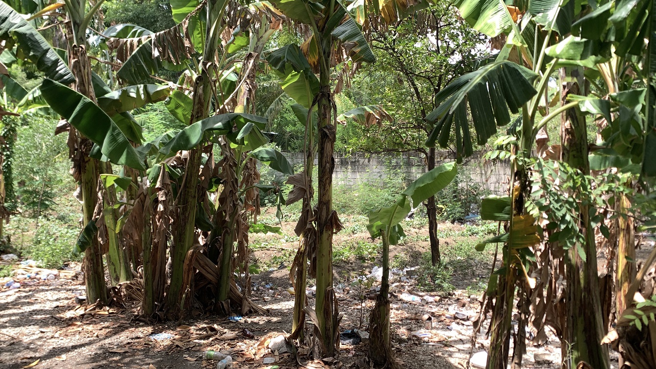 Cheap Flat Land with Small House for Sale in Santo 7, Croix-des-Bouquets, Haiti – 6 Centiemes (774 m² or 8,331 ft²), Completely Fenced with Bricks, Protective Metal Gate, Build-Ready, Rich Soil, Cul-de-Sac Entrance, Move-in While Building a Bigger House, Hotel, or Apartment Complex