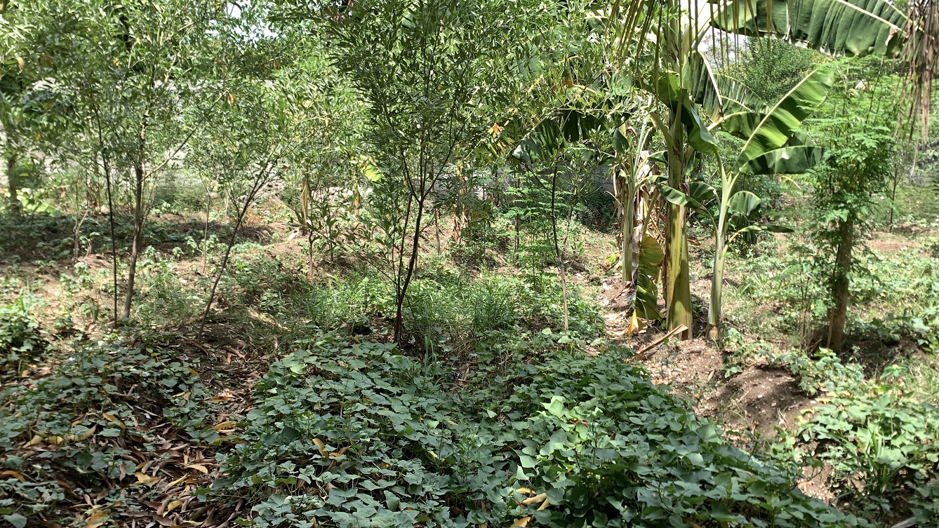 Cheap Flat Land with Small House for Sale in Santo 7, Croix-des-Bouquets, Haiti – 6 Centiemes (774 m² or 8,331 ft²), Completely Fenced with Bricks, Protective Metal Gate, Build-Ready, Rich Soil, Cul-de-Sac Entrance, Move-in While Building a Bigger House, Hotel, or Apartment Complex