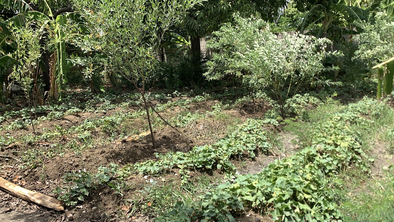 Cheap Flat Land with Small House for Sale in Santo 7, Croix-des-Bouquets, Haiti – 6 Centiemes (774 m² or 8,331 ft²), Completely Fenced with Bricks, Protective Metal Gate, Build-Ready, Rich Soil, Cul-de-Sac Entrance, Move-in While Building a Bigger House, Hotel, or Apartment Complex