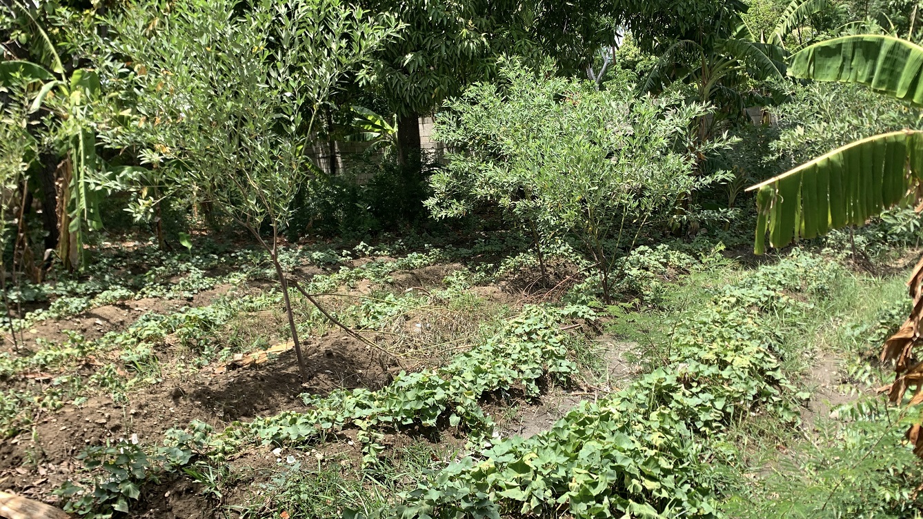 Cheap Flat Land with Small House for Sale in Santo 7, Croix-des-Bouquets, Haiti – 6 Centiemes (774 m² or 8,331 ft²), Completely Fenced with Bricks, Protective Metal Gate, Build-Ready, Rich Soil, Cul-de-Sac Entrance, Move-in While Building a Bigger House, Hotel, or Apartment Complex
