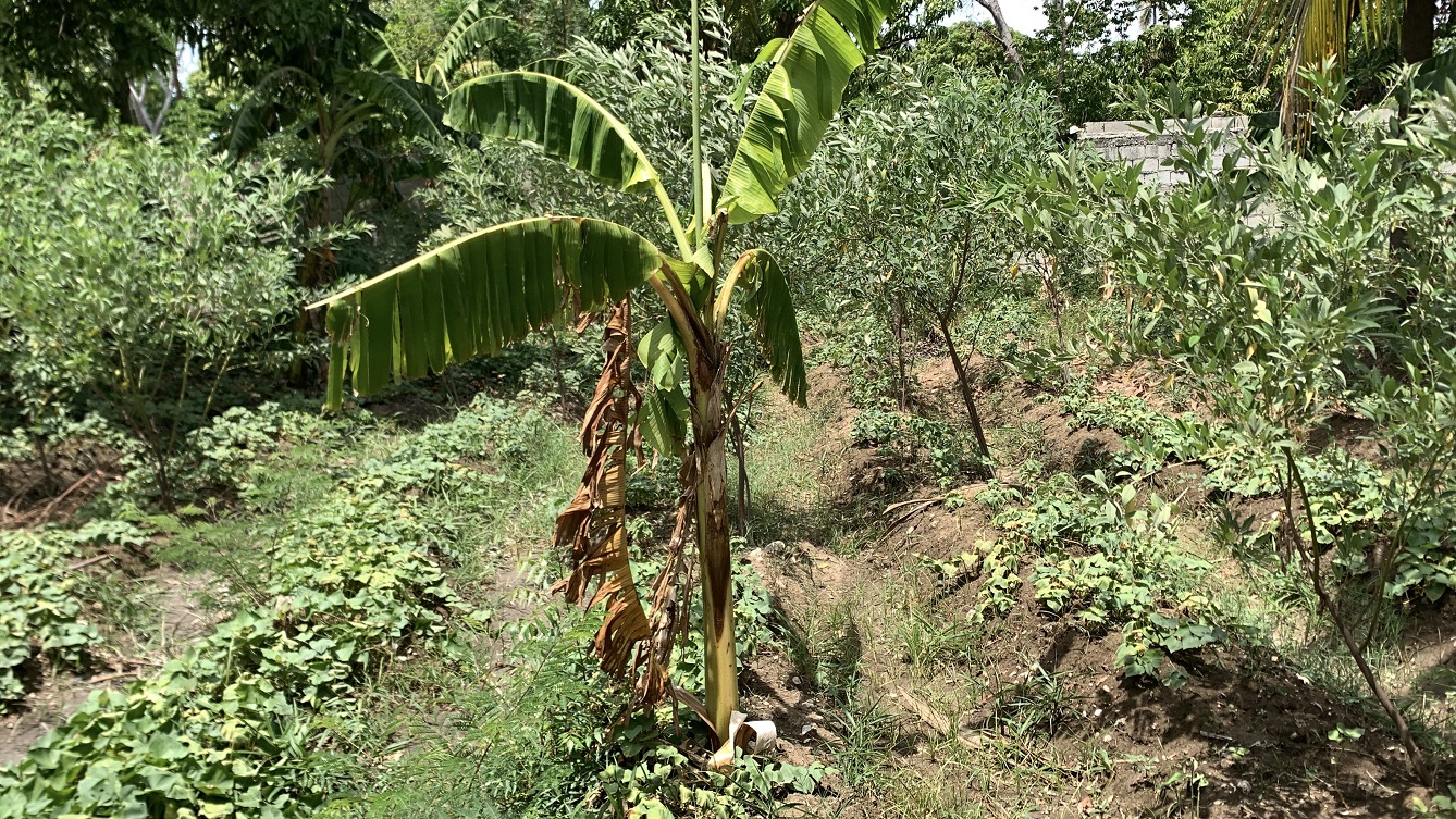 Cheap Flat Land with Small House for Sale in Santo 7, Croix-des-Bouquets, Haiti – 6 Centiemes (774 m² or 8,331 ft²), Completely Fenced with Bricks, Protective Metal Gate, Build-Ready, Rich Soil, Cul-de-Sac Entrance, Move-in While Building a Bigger House, Hotel, or Apartment Complex