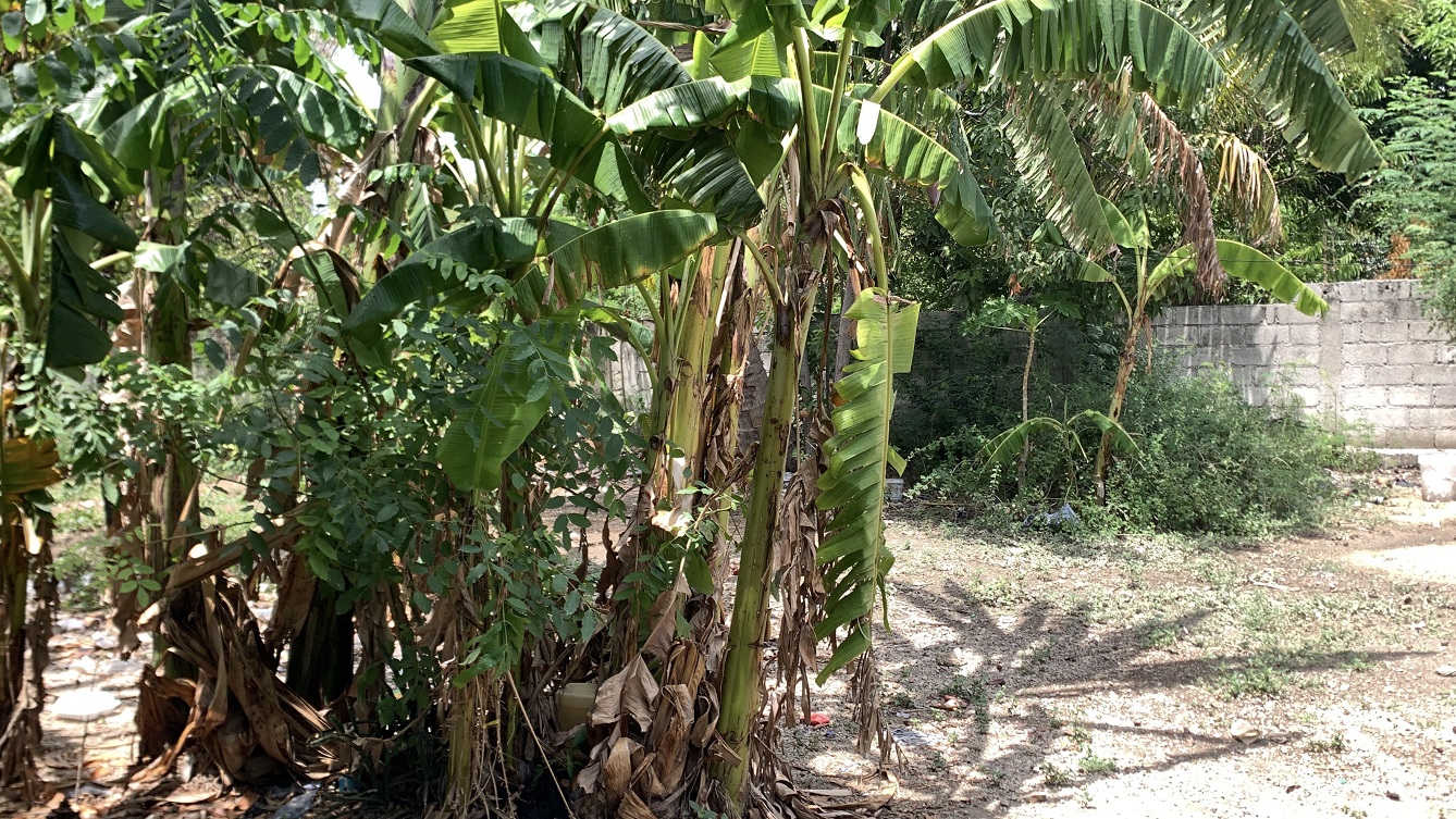 Cheap Flat Land with Small House for Sale in Santo 7, Croix-des-Bouquets, Haiti – 6 Centiemes (774 m² or 8,331 ft²), Completely Fenced with Bricks, Protective Metal Gate, Build-Ready, Rich Soil, Cul-de-Sac Entrance, Move-in While Building a Bigger House, Hotel, or Apartment Complex
